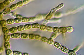 Audouinella sp. red algae, light micrograph