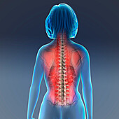 Female back muscles, illustration