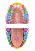 Tooth types, illustration