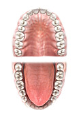 Teeth of the upper and lower jaw, illustration