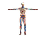 Human vascular system, illustration