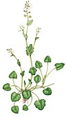 Common scurvy-grass (Cochlearia officinalis), illustration