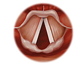 Open vocal cords, illustration