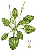 Greater plantain (Plantago major), illustration