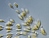 Dinobryon algae, LM