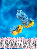 Aducanumab Alzheimer antibody, illustration