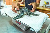 Weighing rescued sea turtle