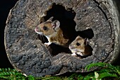 Wood mice (Apodemus sylvaticus)