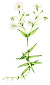 Greater stitchwort (Rabelera holostea), illustration