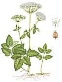 Ground elder (Aegopodium podagraria), illustration