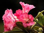 Rhododendron yakushimanum 'Surrey Heath'