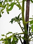 Side shoots on tomato plant