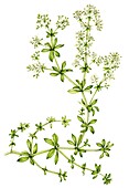 Hedge bedstraw (Galium mollugo), illustration