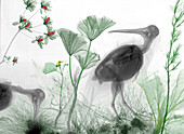 Woodcocks (Scolopax sp.), coloured X-ray