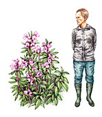 Himalayan balsam (Impatiens glandulifera), illustration