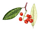 Hollyberry cotoneaster (Cotoneaster bullatus), illustration