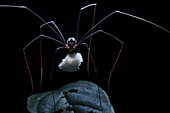 Harvestman eating fungi