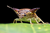 Horned shield bug