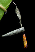 Bagworm moth pupa