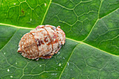 Flat-headed leafhopper