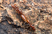 Ant with earwig prey
