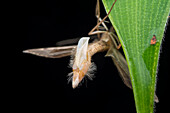 Moth releasing pheromones