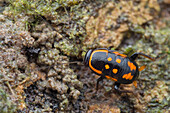 Orange-spotted cockroach nymph
