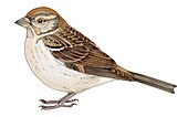 Female house sparrow, illustration
