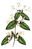 Japanese honeysuckle (Lonicera japonica), illustration