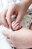 Hands comforting premature baby