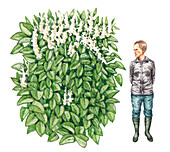 Japanese knotweed (Fallopia japonica), illustration