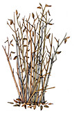 Japanese knotweed in winter, illustration