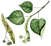 Large-leaved lime (Tilia platyphyllos), illustration
