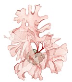 Porphyra umbilicalis, illustration