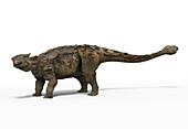 Ankylosaur dinosaur, illustration