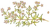 Lesser sea spurrey (Spergularia marina), illustration