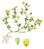 Lesser trefoil (Trifolium dubium), illustration