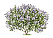 Lilac (Syringa vulgaris) tree, illustration