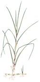 Marram grass (Ammophila arenaria), illustration