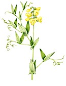 Meadow vetchling (Lathyrus pratensis), illustration