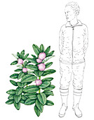 Common milkweed (Asclepias syriaca), illustration