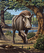 Kubanochoerus prehistoric pig, illustration