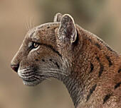 Metailurus false sabre-toothed cat, illustration