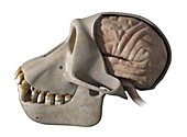 Skull and brain of a chimpanzee, illustration
