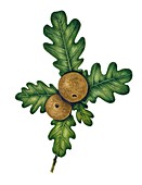 Oak apple gall on common oak (Quercus robur), illustration