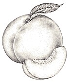 Peach (Prunus persica), illustration