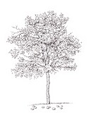 Plum (Prunus domestica) tree, illustration