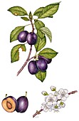 Plum (Prunus prunus), illustration