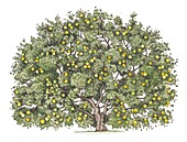 Quince (Cydonia oblonga) tree with fruit, illustration