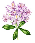 Rhododendron ponticum, illustration